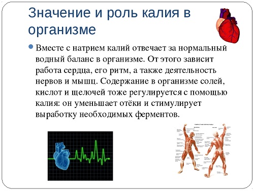 Калий в организме