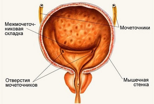 Строение мочевого пузыря