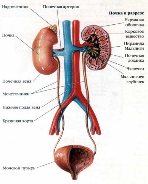  Мочевыделительная система 