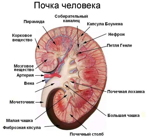  Мочевыделительная система 