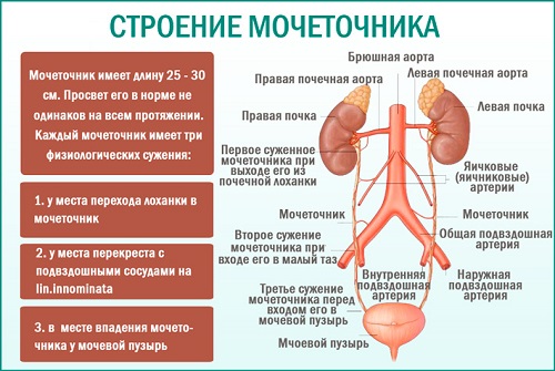  Мочевыделительная система 