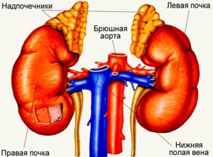 Надпочечники