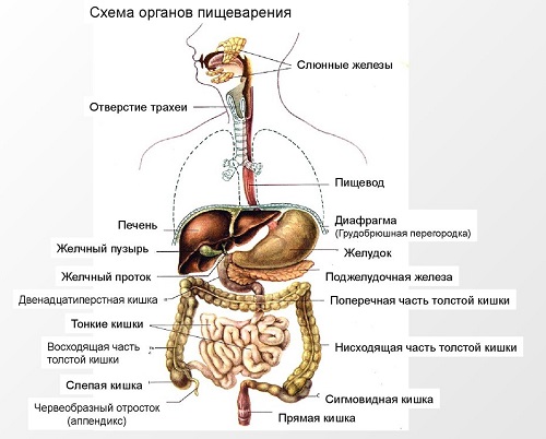  Пищеварительная система 