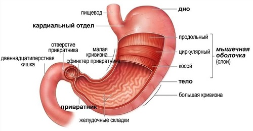  Пищеварительная система 