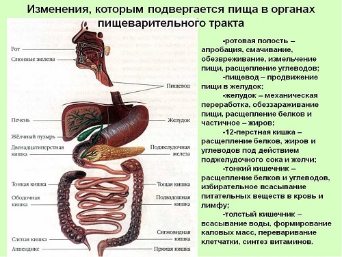  Пищеварительная система 