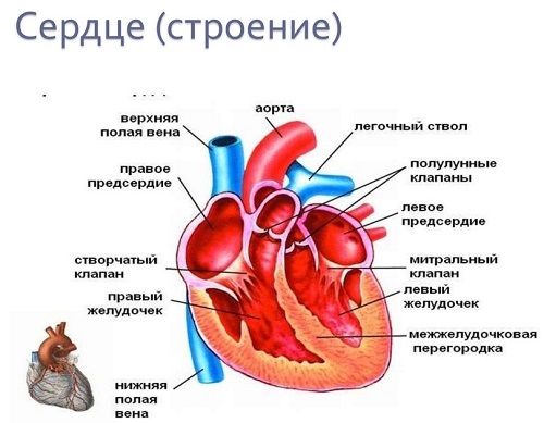  Сердечно-сосудистая система 