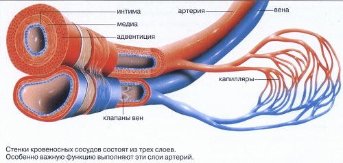  Сердечно-сосудистая система 