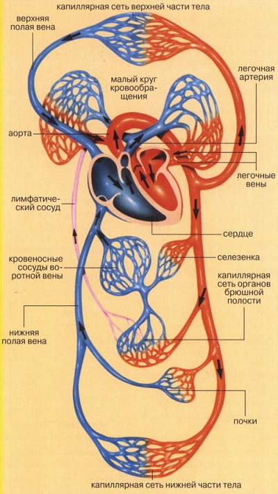  Сердечно-сосудистая система 